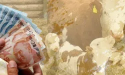 Çiftçilere 4,5 milyar TL tarımsal destek hesaplara yatırılmaya başlandı