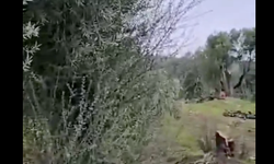 Muğla'daki zeytin ağacı kesilmesi iddialarına Bakan da müdahil oldu; CHP’lilere serbest mi?