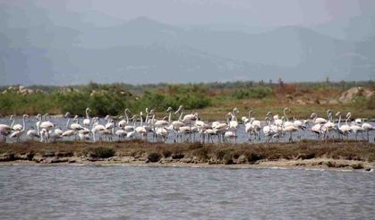 Binlerce flamingo Gala ve Dalyan Göllerine geldi
