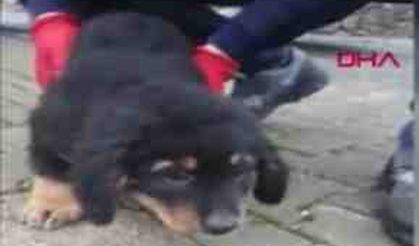 Kafasını demir korkuluklara sıkıştıran köpeği itfaiye kurtardı