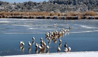 'Kuş cenneti' Yayla Gölü buz tuttu