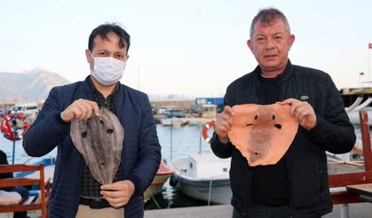 Siyanürden 1200 kat zehirli balon balığı derisinden aksesuar ve giyim