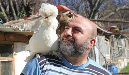 Ata yadigarı Osmanlı Sultan Tavuğu