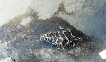 70 milyonluk yıllık Gastropod fosili bulundu