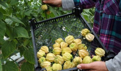 Altın çileğin hasadı başladı... 100 gramı 15 TL