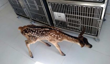 Köpeklerin saldırısında yaralanan yavru geyik tedaviye alındı
