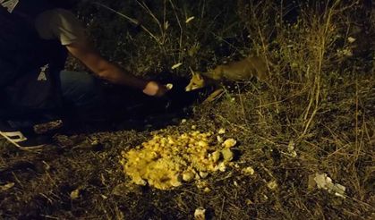 Zabıtalar ile tilkilerin yemek dostluğu