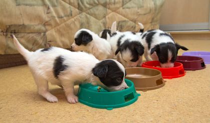 Volhard Yavru Köpek Yetenek Testi / Veteriner Hekim Dr. Gürbüz Ertürk yazdı