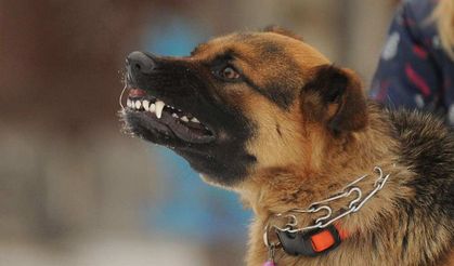 Köpeklerde saldırganlık... Veteriner Hekim Dr. Gürbüz Ertürk yazdı