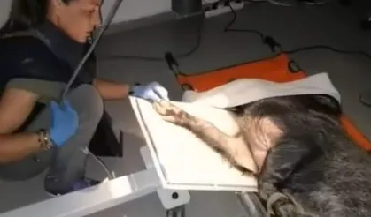 Ateşli silahla yaralanan domuz İzmir'de sağlığına kavuştu