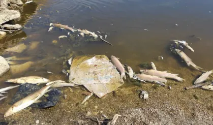 Kuruyan derede yavru balıklar için umut oldular