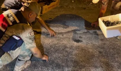 Samandağ’da yavru 'caretta caretta'lar Jandarma eliyle denize ulaştı
