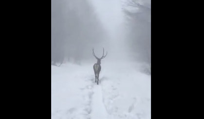 Yaban hayatındaki geyiklere yaşam desteği