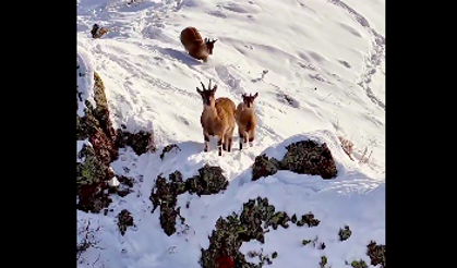 Dağların zirvesindeki keçilerin merakı