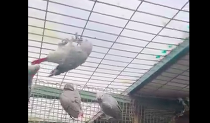 İstanbul Havalimanı’nda bavuldan 20 papağan çıktı