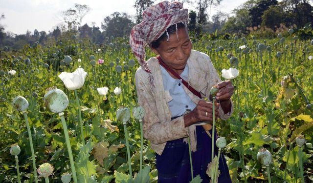 Myanmar, afyon üretiminde Afganistan'ı geçti