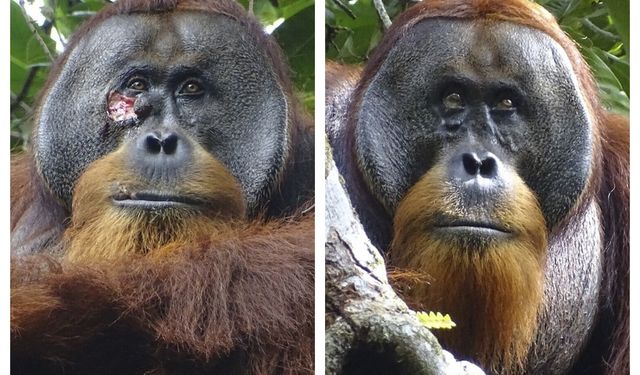 Orangutan dünyada ilk kez şifalı bitki kullanarak yarayı tedavi ederken gözlemlendi
