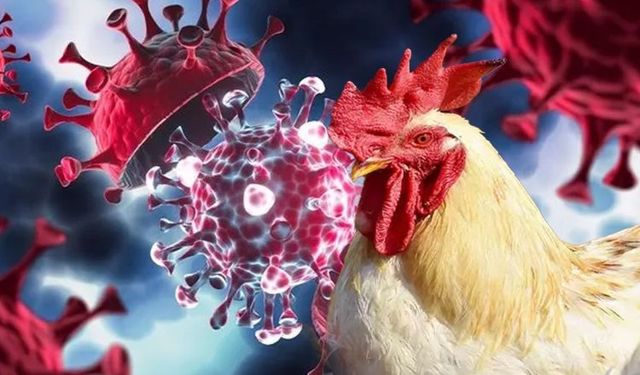 Meksika'da ilk kez bir insanda "H5N1" türü kuş gribi tespit edildi