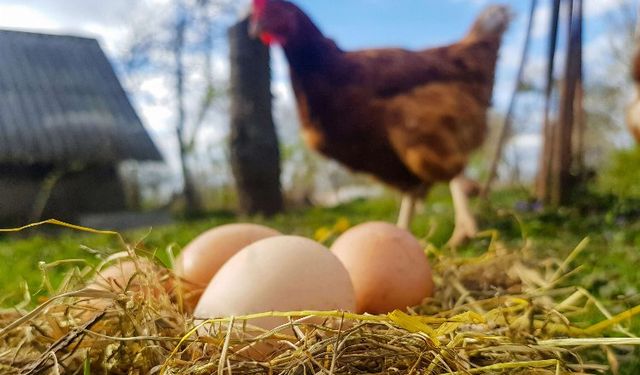 TÜİK açıkladı: Süt ve yumurta üretimi azaldı