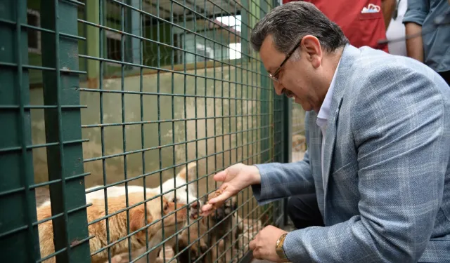 Trabzon sahipsiz köpek sorununda örnek olacak