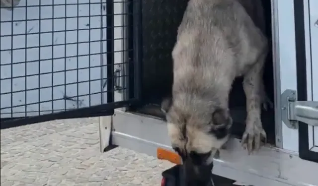 AK Parti'li Erzurum Büyükşehir Belediyesi'nden sokak köpekleri toplatma ihalesi