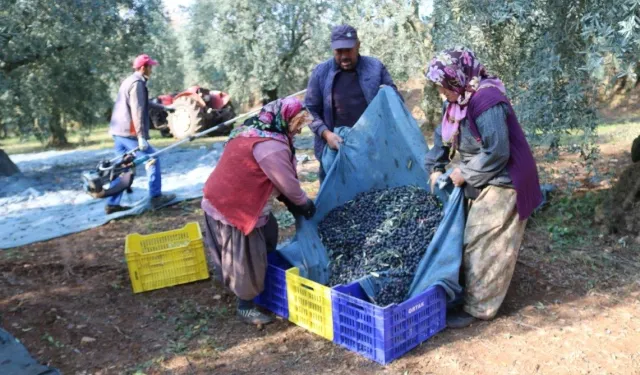 İşte zeytinin 1 kg maliyeti!