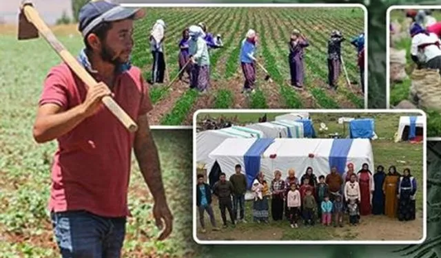 Tarım işçilerine en yüksek ödeme yapan iller