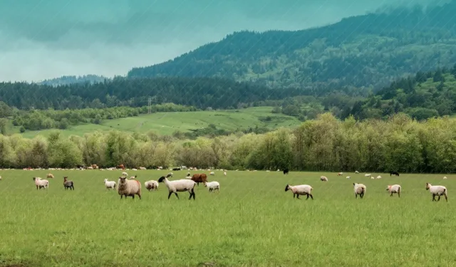 Şile'de, 21 mahallede şap karantinası kararı