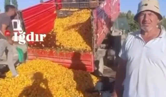 1 TL'lik kayısı paylaşımı 1,4 milyon TL cezaya patladı! Yanıltıcı paylaşıma milyon liralık ceza!