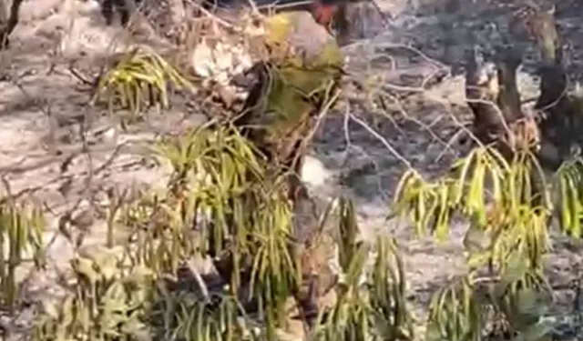 Düzce’de orman yangını korkuttu!