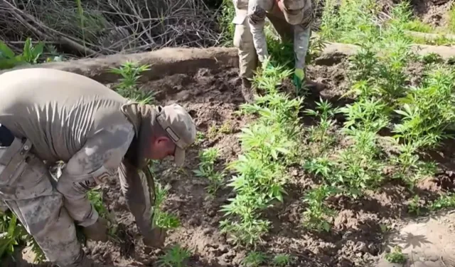Jandarma'dan operasyon! 12,5 milyon liralık kenevir yakalandı
