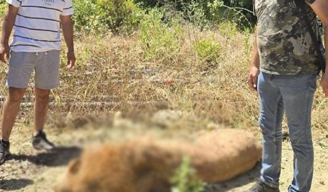 Önce hapset, kaçarsa da öldür! Hayvan parkından kaçan aslanı avcılar vurdu