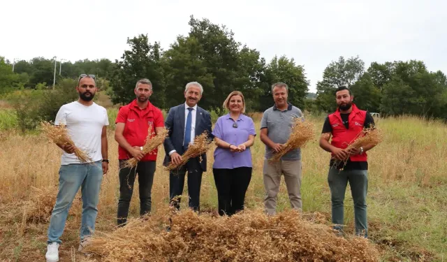 İzmit Belediyesi ilk nohut hasadını yaptı