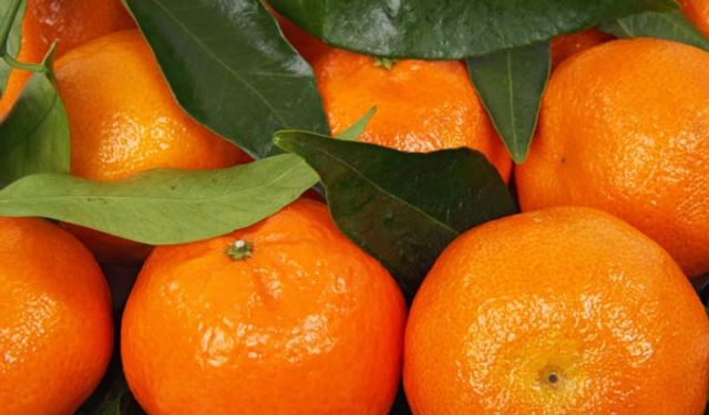 İhracat sırasında zirai ilaç kalıntısı tespit edilen altı bin 100 kilogram mandalina imha edildi