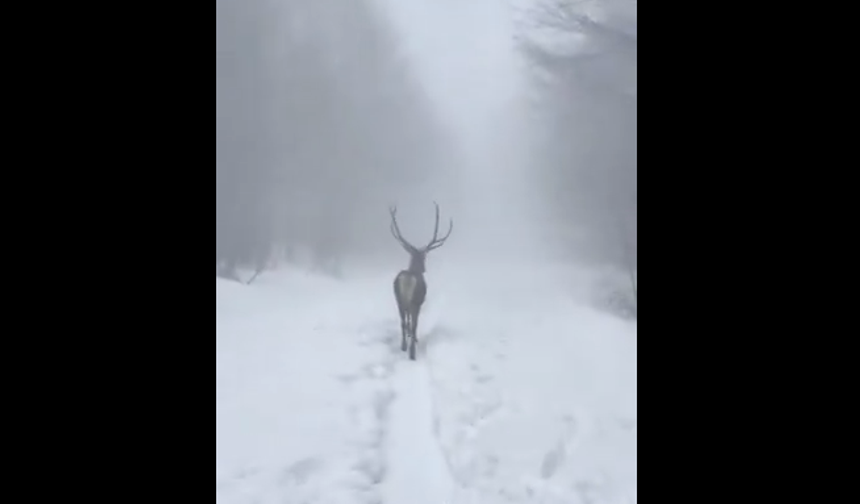 Yaban hayatındaki geyiklere yaşam desteği