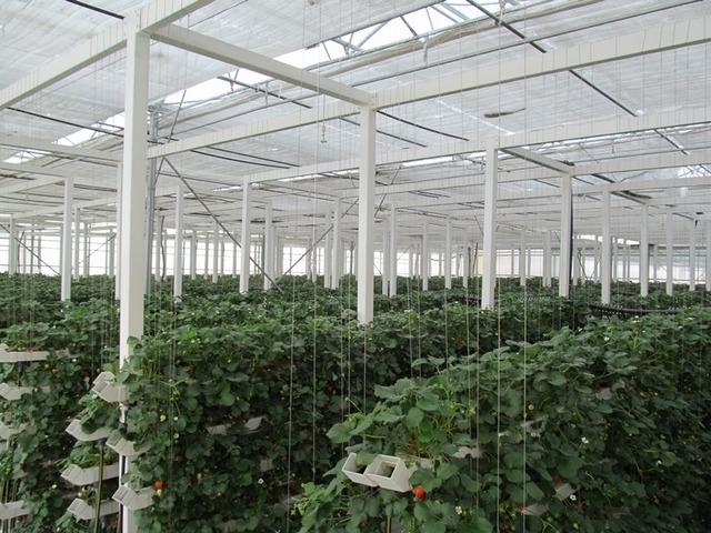 Dikey Tarim5